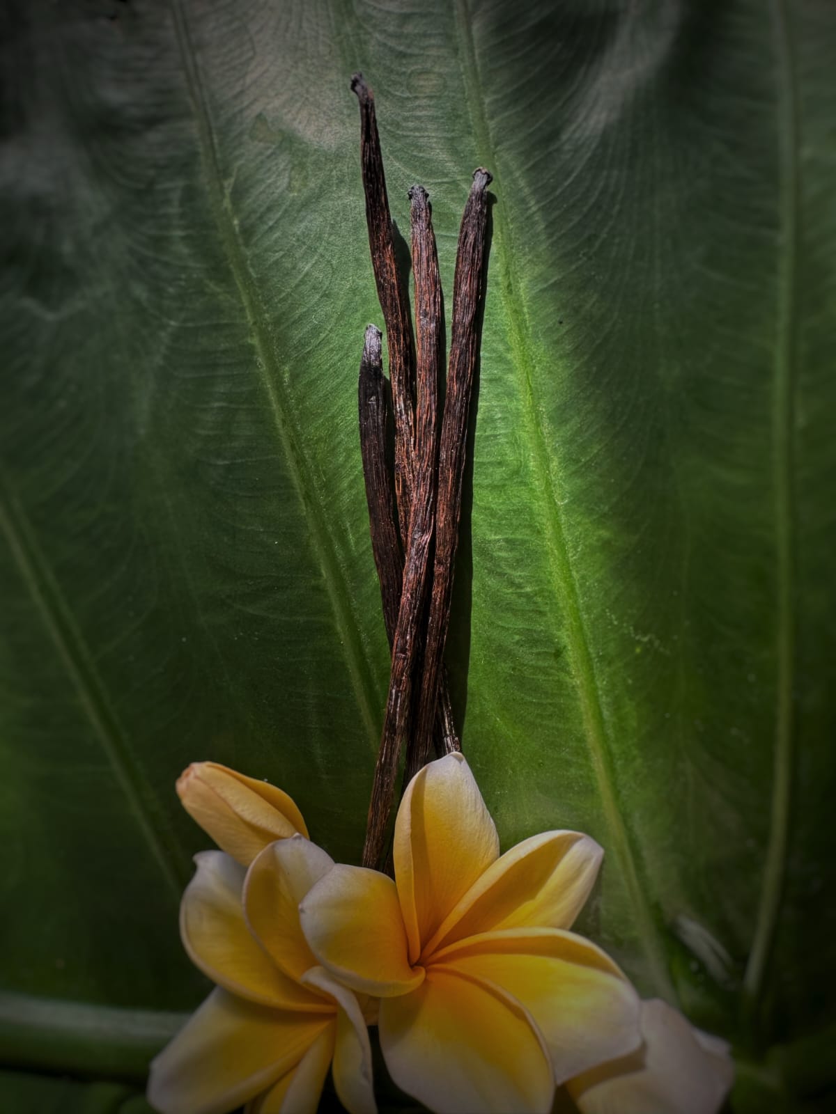 Foresta Bali Vanilla Beans, Grade A, 5-Pack, Premium Gourmet Pods, Rich and Aromatic, for Baking, Making Extract and Cooking