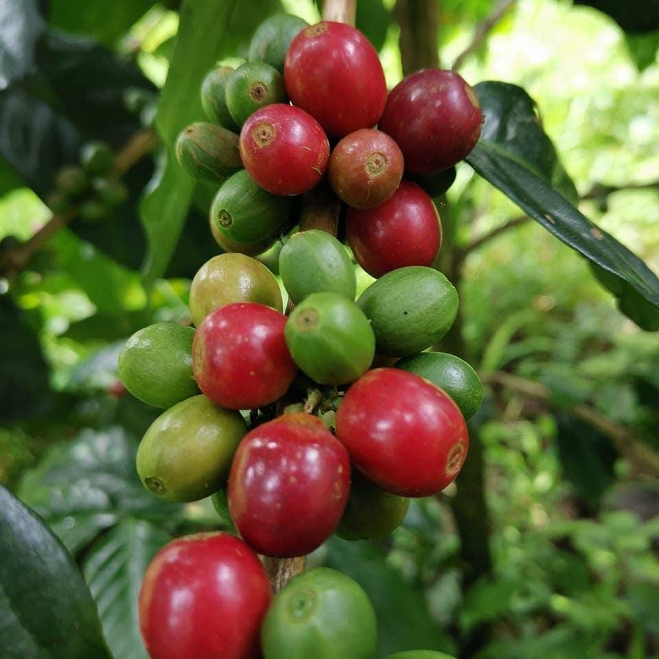 Artisan Roasted Bali Blend Coffee, Ground, Smooth Delicate Taste (12oz)
