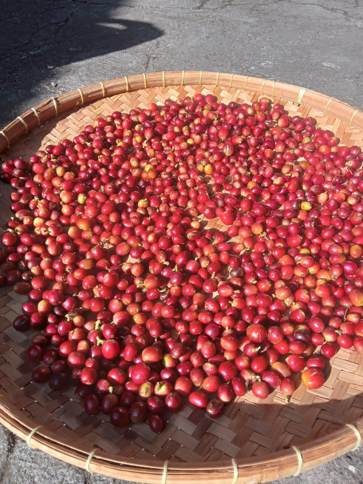 Artisan Roasted Bali Blend Coffee, Ground, Smooth Delicate Taste (12oz)