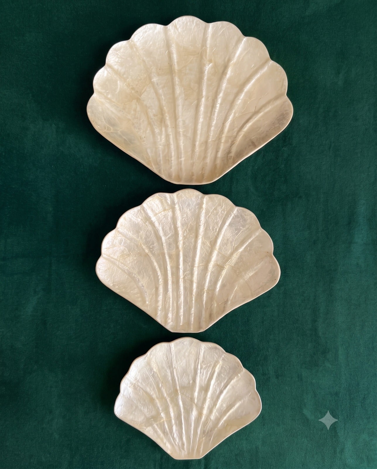 Sea Shell Plates Set 3 ( Large, Medium, Small) from Bali